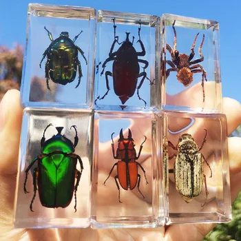 Transparentné Živice Reálne Hmyzu Vzor Dekorácie Narodeniny Cestovného Ruchu Pamätné Štúdia Darček