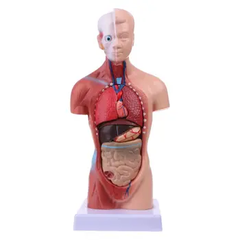 Ľudské Torzo Tela Model Anatómie Anatomické Lekárske Vnútorných Orgánov Pre Vyučovanie